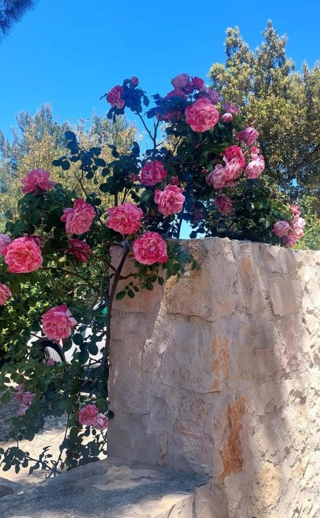 Villa Il Trullo Delle Rose, Monopoli By Il Pumo Di Puglia à Cozzana Extérieur photo